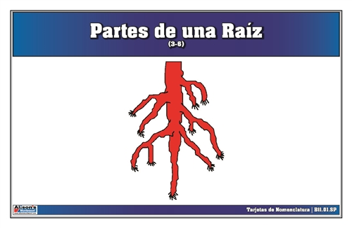 Parts of a Root Nomenclature Cards 3-6 (Spanish)