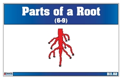 Parts of a Root Nomenclature Cards 6-9 (Printed)