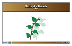 Parts of a Branch Nomenclature Cards 3-6 (Printed)