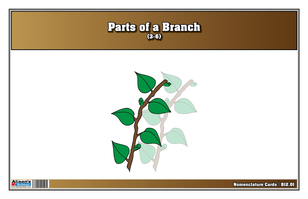 Parts of a Branch Nomenclature Cards 