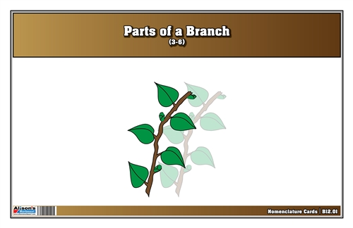 Parts of a Branch Nomenclature Cards 3-9 (Print)