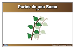 Tarjetas de Nomenclatura Partes de una Rama 3-6 (Spanish)