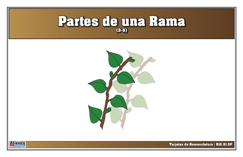 Parts of a Branch Nomenclature Cards 3-9 (Spanish)