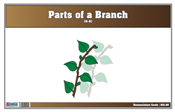 Parts of a Branch Nomenclature Cards 6-9 (Print)
