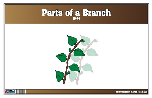 Parts of a Branch Nomenclature Cards 6-9 (Print)
