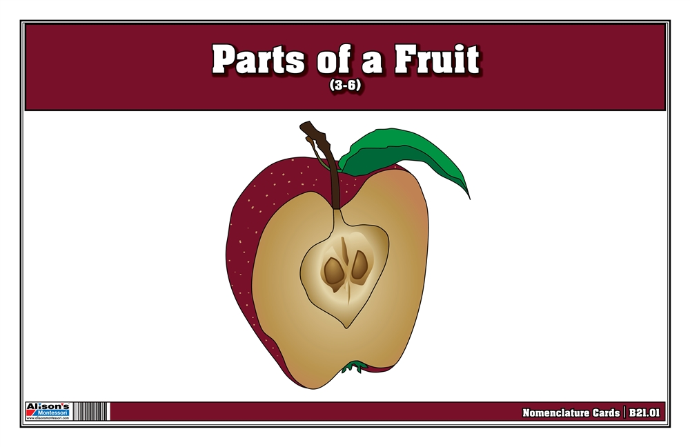 Parts of a Fruit 