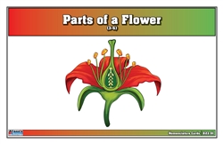 Parts of a Flower Nomenclature Cards (Printed) (3-6)