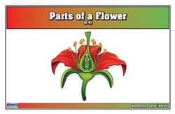 Parts of a Flower Nomenclature Cards 6-9 (Printed)