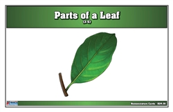Parts of a Leaf Nomenclature Cards (Printed) (3-6)