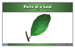 Parts of a Leaf Nomenclature Cards (Printed) (6-9)