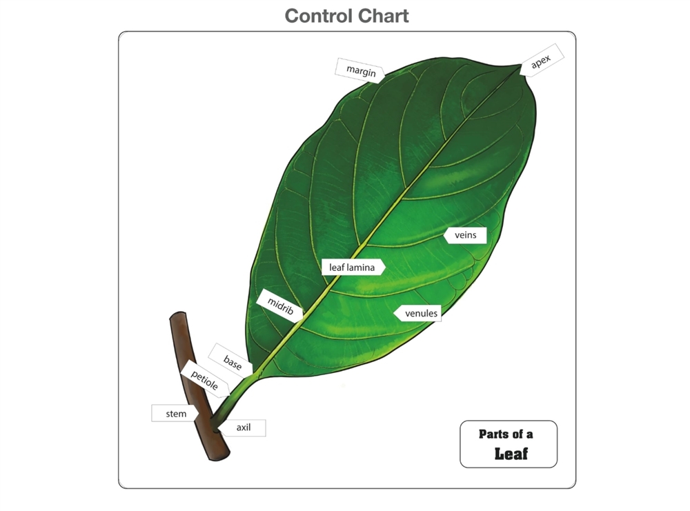NEW Montessori Botany Material-NEW PLYWOOD Parts of a Leaf Puzzle