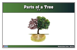 Parts of a Tree Nomenclature Cards (Printed) (6-9)