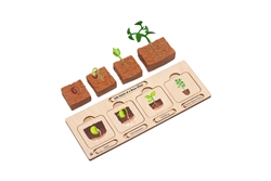 Life Cycle Set: Bean Plant