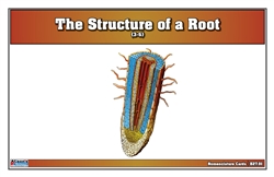The Structure of a Root Nomenclature Cards (Printed) (3-6)