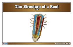 The Structure of a Root Nomenclature Cards (Printed) (6-9)