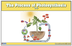 The Process of Photosynthesis Nomenclature Cards (3-6)