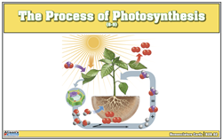 The Process of Photosynthesis Nomenclature Cards (6-9)