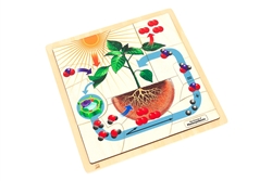 The Process of Photosynthesis Puzzle with Nomenclature Cards (3-6)
