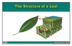 The Structure of a Leaf Nomenclature Cards (Printed) (3-6)