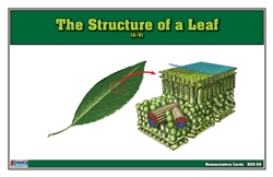 The Structure of a Leaf Nomenclature Cards (Printed) (6-9)