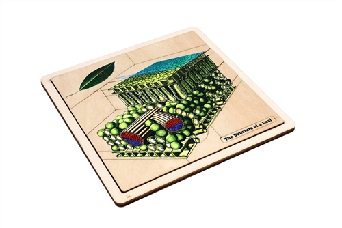 The Structure of a Leaf Puzzle with Nomenclature Cards (Printed) (6-9)