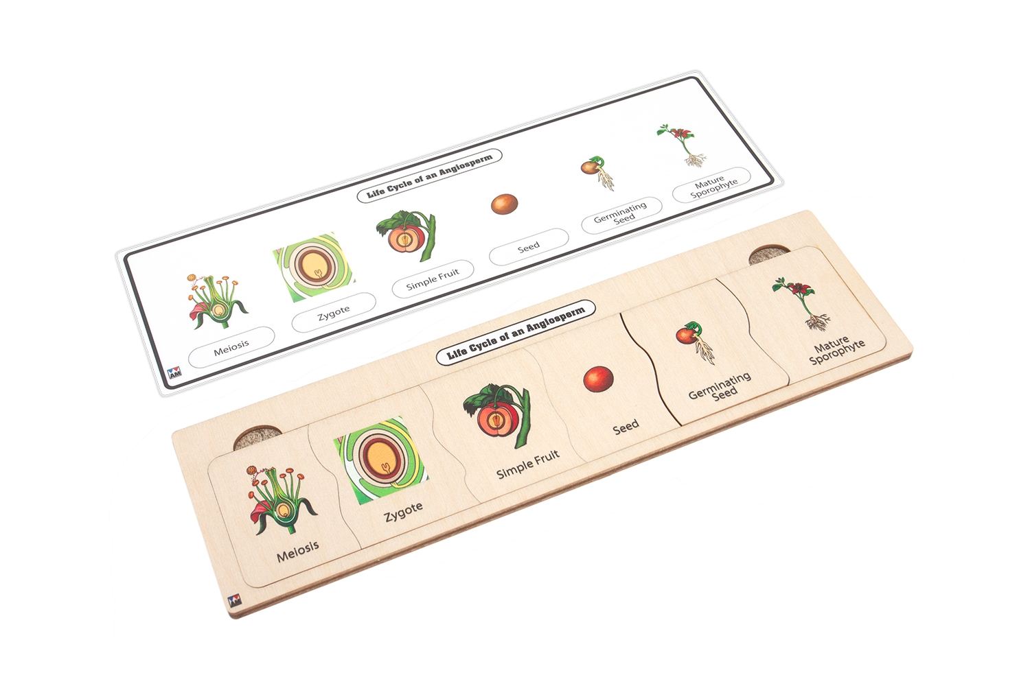 Life Cycle Puzzle: Angiosperm 