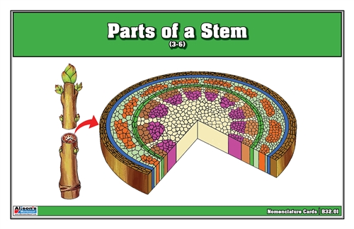 Parts of a Stem Nomenclature Cards (Printed) (3-6)