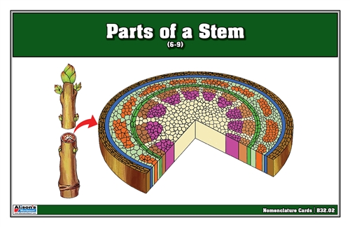 Parts of a Stem Nomenclature Cards (Printed) (6-9)