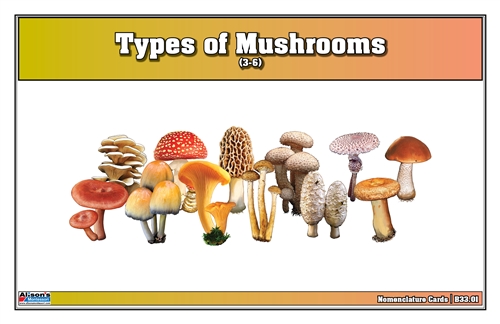 Montessori Materials: Types of Mushrooms Nomenclature Cards (Printed) (3-6)