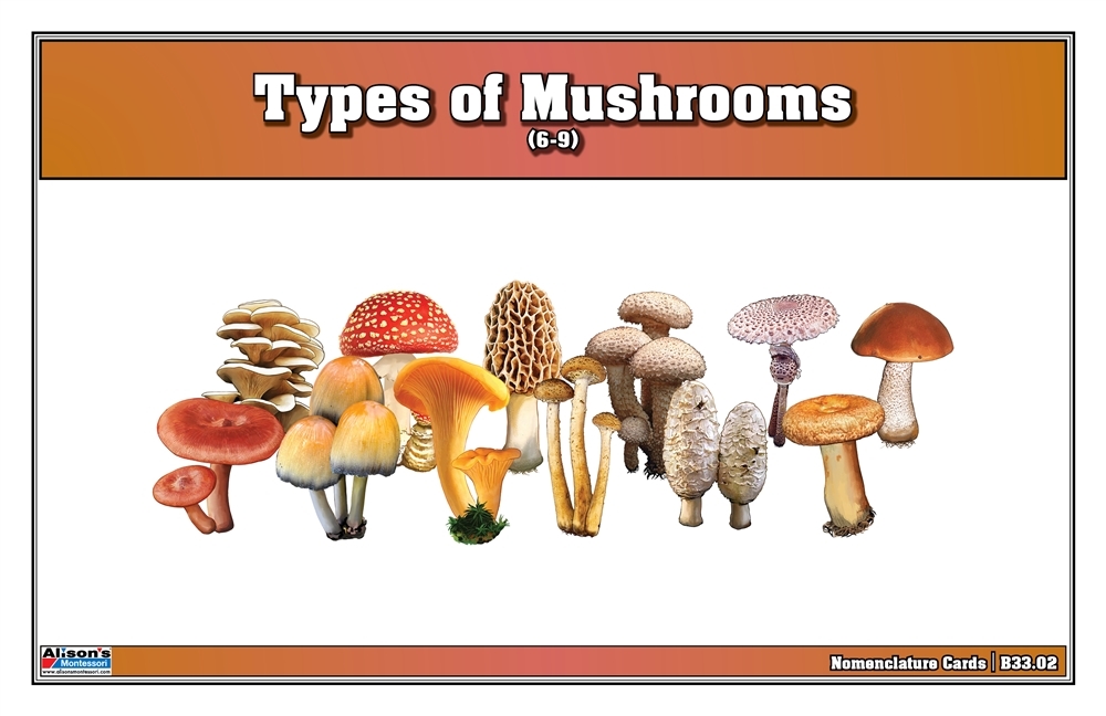 Montessori Materials: Types of Mushrooms Puzzle with Nomenclature Cards ...