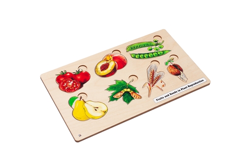 Fruits & Seeds in Plants Reproduction Puzzle
