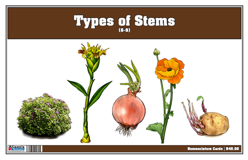 Type of the Stem Nomenclature Cards 6-9 (Printed)