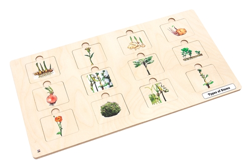 Types of Stems Puzzle with Nomenclature Cards 3-6 (Printed)