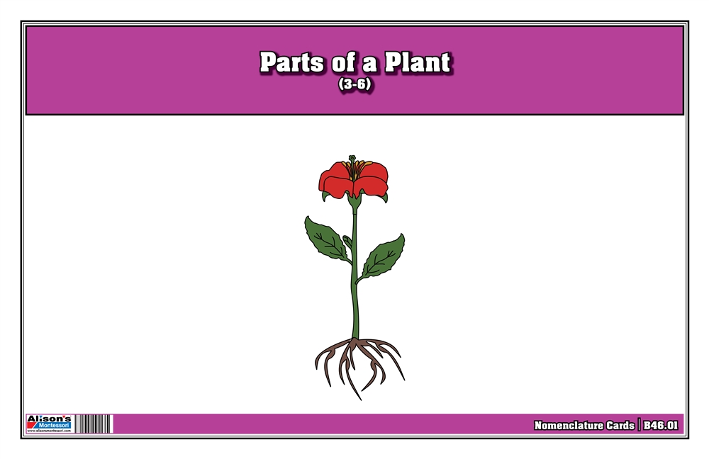  Parts of a Plant Nomenclature Cards (Printed)
