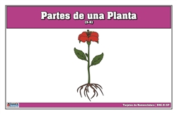 Part of a Plant Nomenclature Cards 3-6 (Spanish)