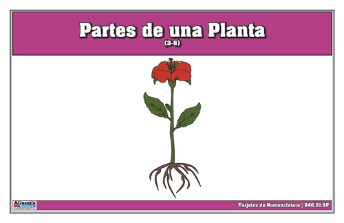 Part of a Plant Nomenclature Cards 3-6 (Spanish)