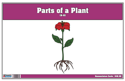 Part of a Plant Nomenclature Cards 6-9 (Printed)