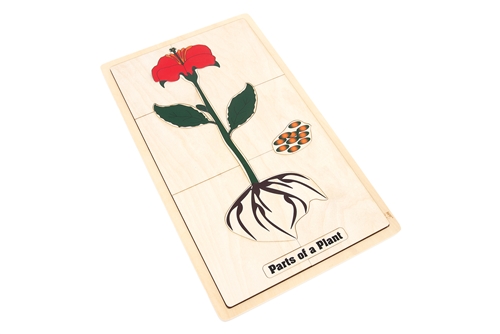 Part of a Plant Puzzle with Nomenclature Cards 6-9 (Printed)