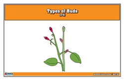 Type of Buds Nomenclature Cards 3-6 (Printed)