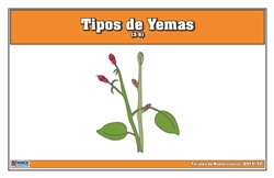 Tarjetas de Nomenclatura de Tipos de Yemas 3-6 (Spanish)