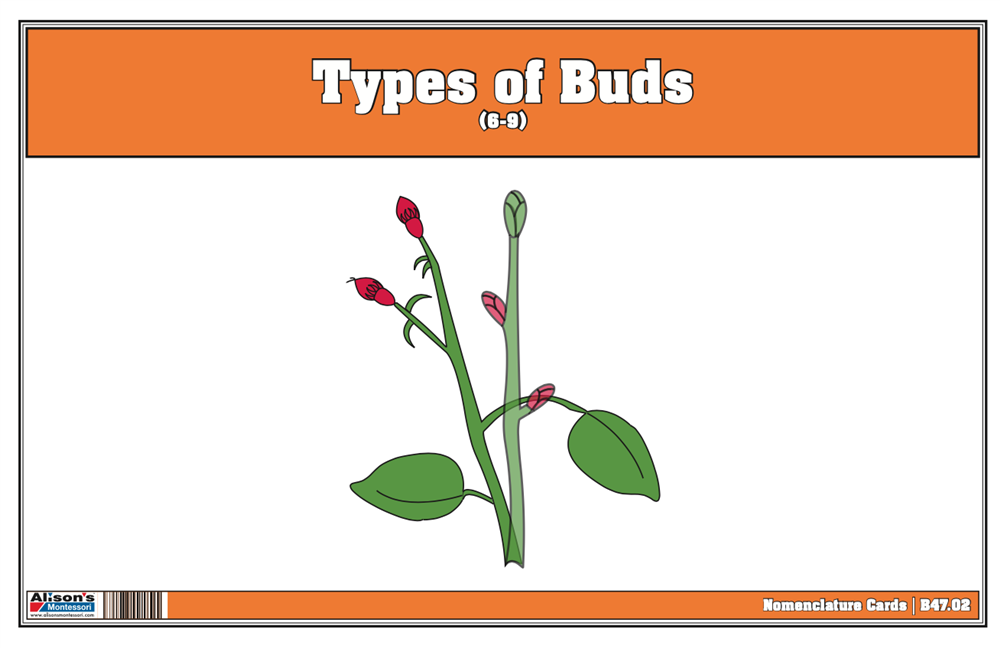  Types of Buds Nomenclature Cards (6-9)