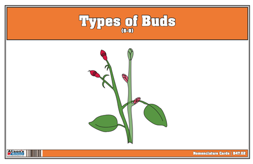 Type of Buds Nomenclature Cards 6-9 (Printed)