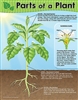 Parts of a Plant Chart