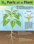 Parts of a Plant Chart