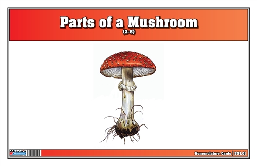 Parts of a Mushroom (3-6)
