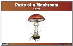 Parts of a Mushroom Nomenclature Cards (6-9)