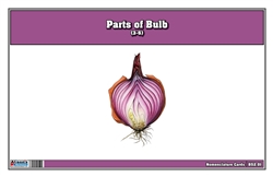 Parts of a Bulb (3-6)
