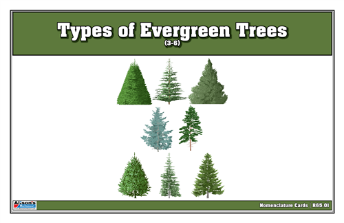 Types of Evergreen Trees Nomenclature Cards  3-6 (Printed)