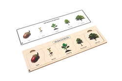 Life Cycle Puzzle: Oak Tree