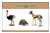 Desert Animals Nomenclature Cards (Spanish)